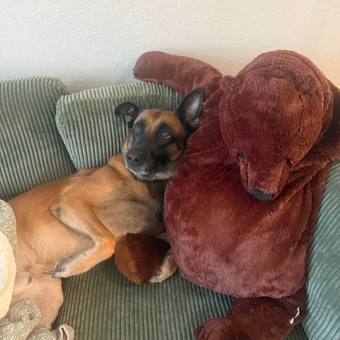 My emotional support dog now has an emotional support bear