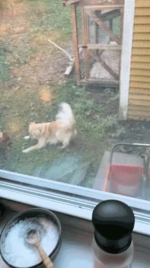 Doggy is so happy to be with their friends