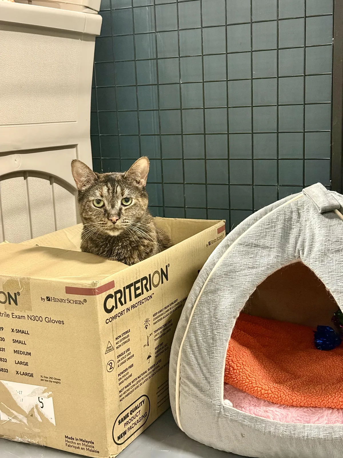 Even shelter cats prefer a cardboard box over a plush bed.