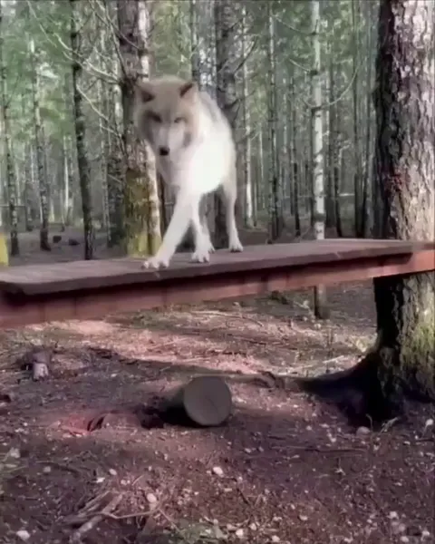 Wolf on the move