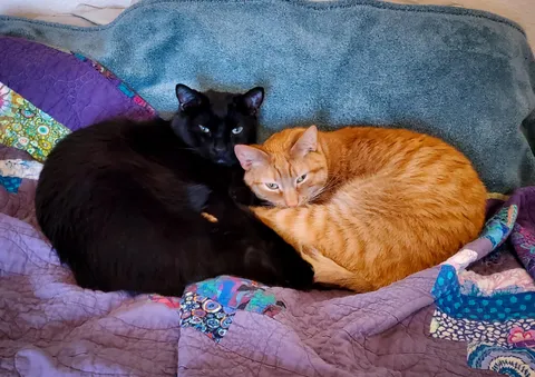 Brothers and best friends Troy and Abed. They're from the same litter and completely adore each other.