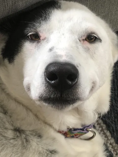 When Trixie gets in trouble, she tries to smile her way out of it.