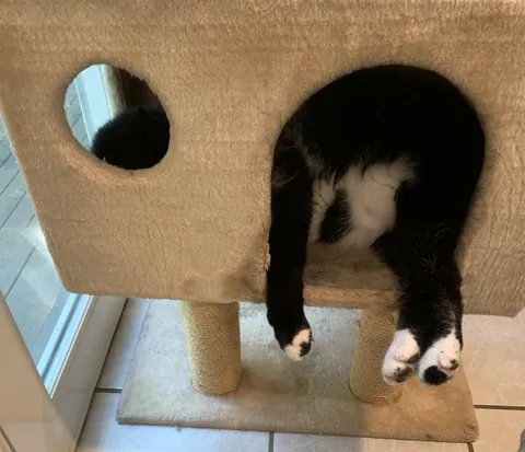 Mittens has outgrown his bird watching perch.