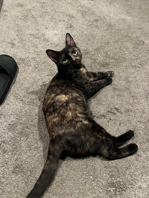 I got a new kitty, meet Luna!