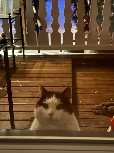 Stranger cat has appointments with my parents. Every 5 am.