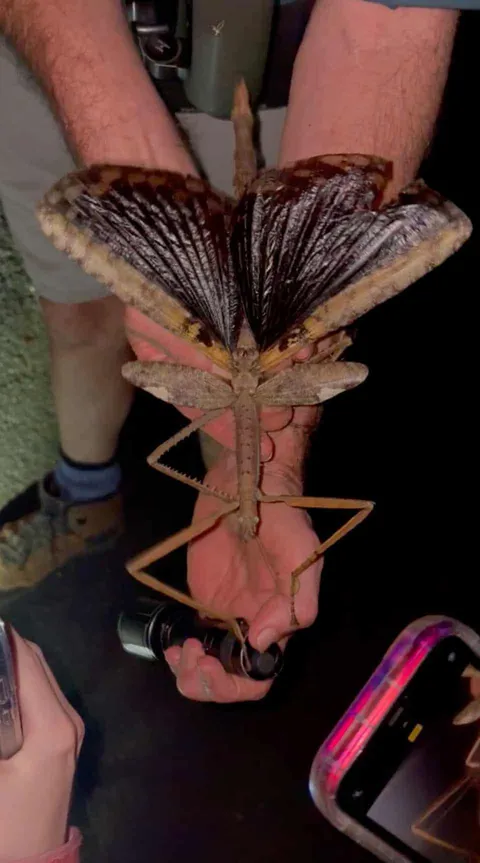Australia's heaviest insect discovered