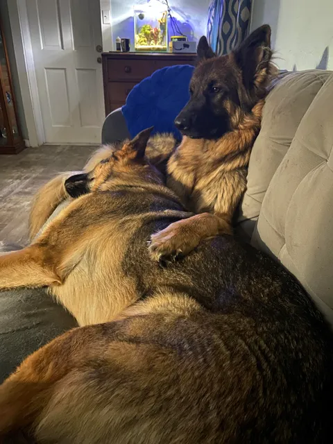 Chaos comforting his brother Diesel during these scary storms today