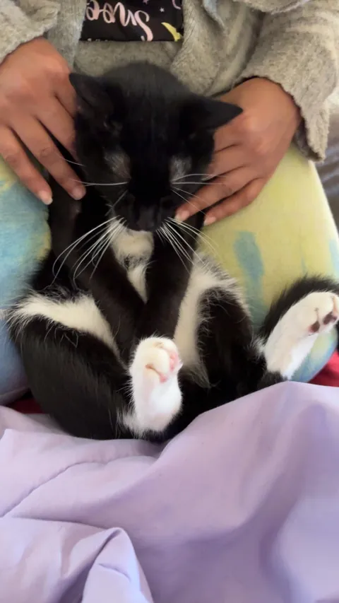 My cat can’t be a cat