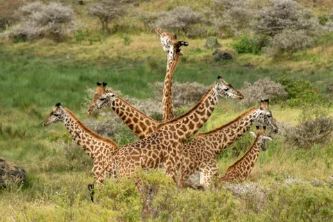 ITAP of giraffes in Tanzania
