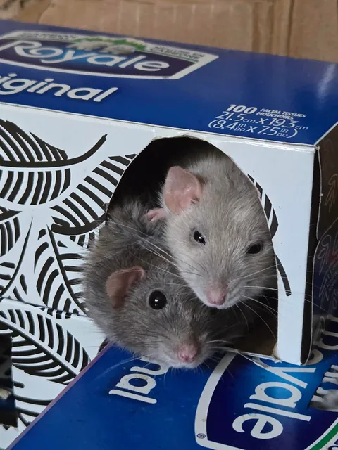 Jimily is over overweight!