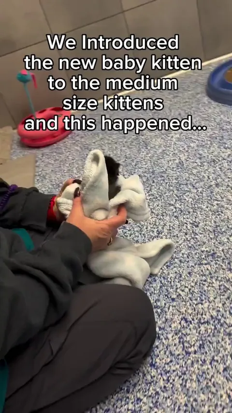 Kittens meet even younger kittens for the first time.