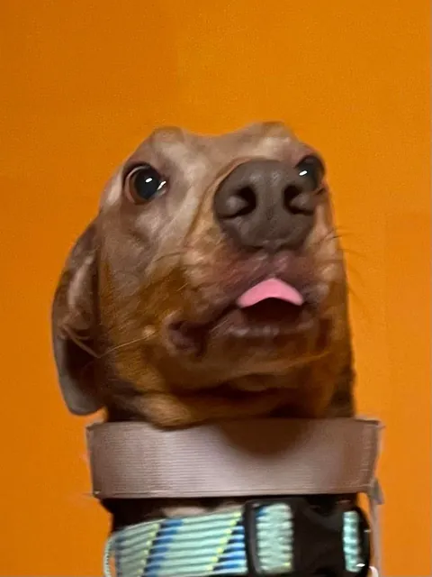 I thought I adopted a dog. What would you call this creature I brought home?