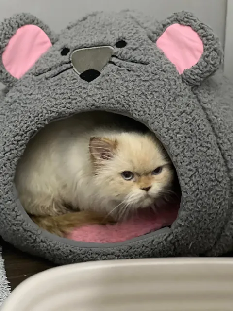 The cat distribution system finally arrived to me…