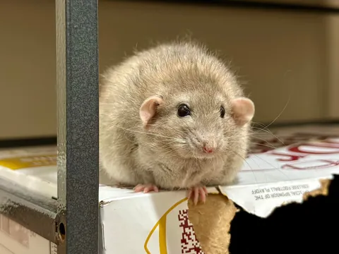 President Link would’ve been 3 today 💔