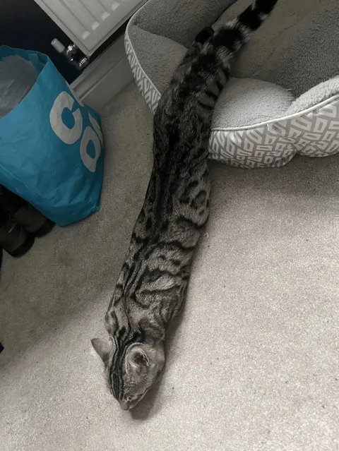 A rare breed: the snake cat!