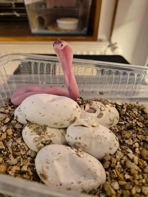 My friend’s baby cobra hatching.