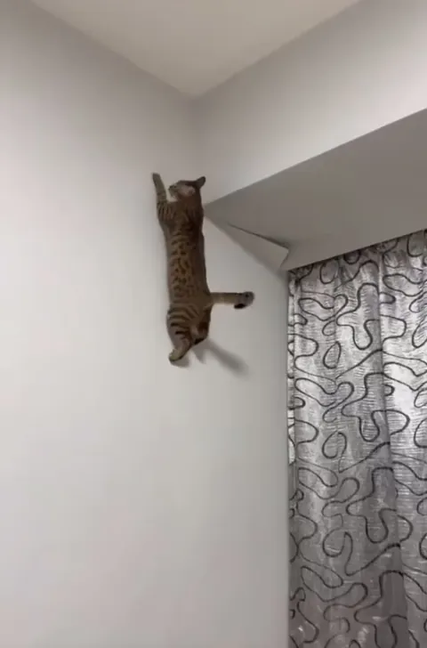 New species of gecko found!