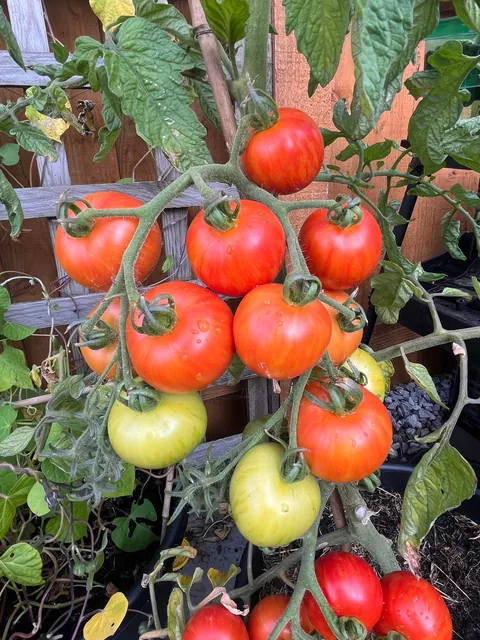 First time growing in my garden 🍅
