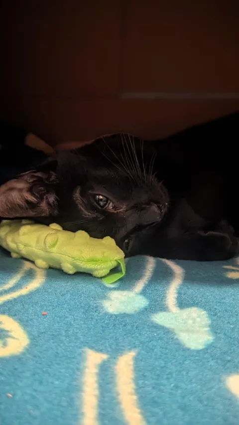 This is my new boy, Oney.