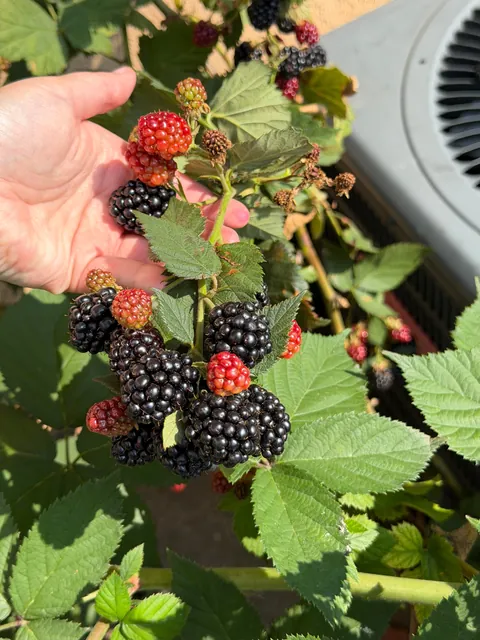 3.5 pounds of wild blackberries from my backyard!!! I just LOVE that bush so much. I do absolutely nothing, and it gifts me with beautiful, wonderfully grown fruit every year.