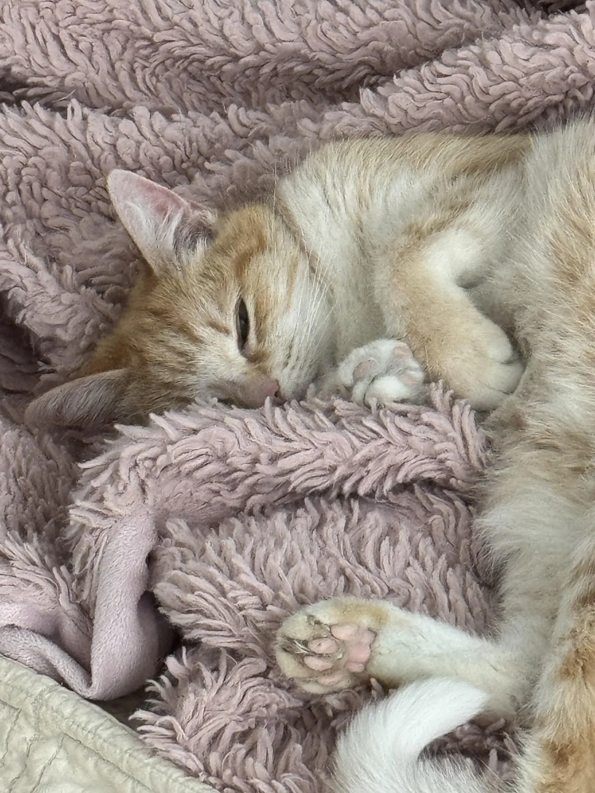 I found out that my cat has aggressive bone cancer. Her last day is Wednesday.