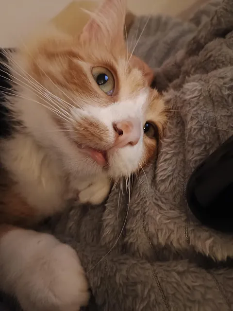 I adopted this stray kitten because he became friends with my dog.