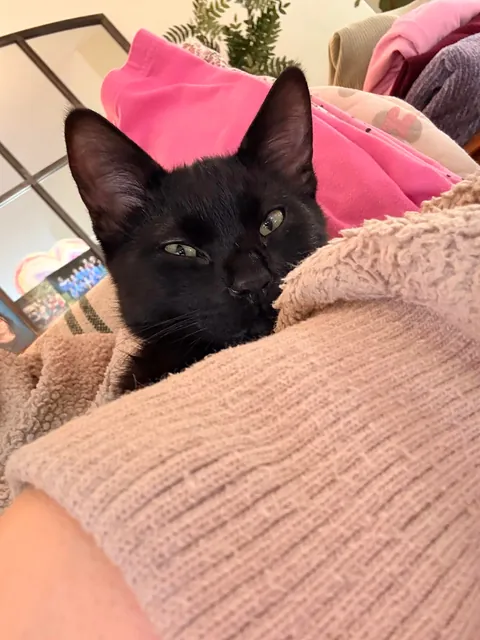 Just adopted this tiny guy.