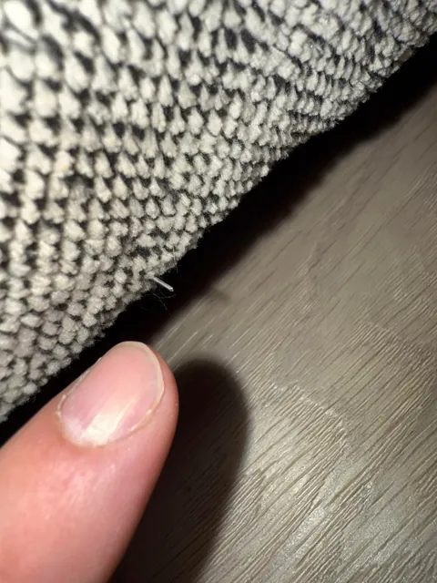 My dogs are trying to kill me…