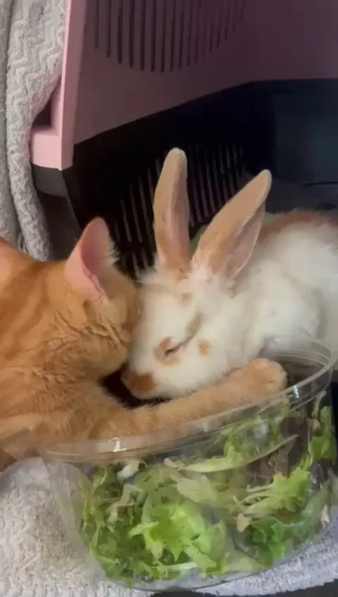 Yoo bro thats not a cat. 🍊 🧠 Yes it is!