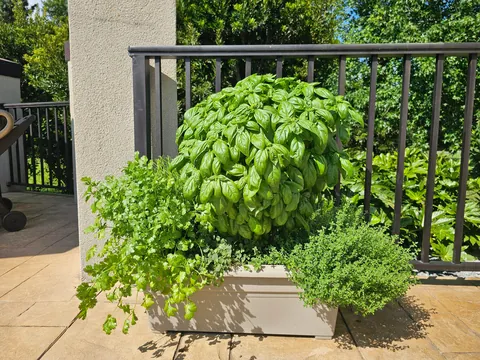 My Container Herb Garden