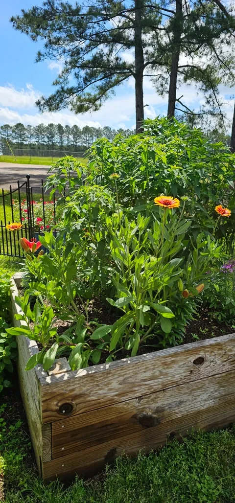 My Wife's Raised Bed Garden Over the Years