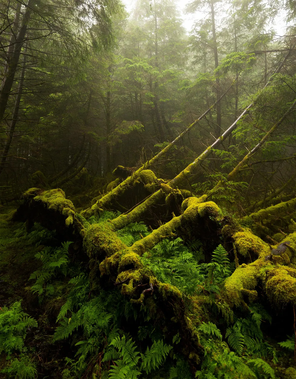 A hauntingly beautiful forest on the Isle of Skye, Scotland [1760x2250] [OC]