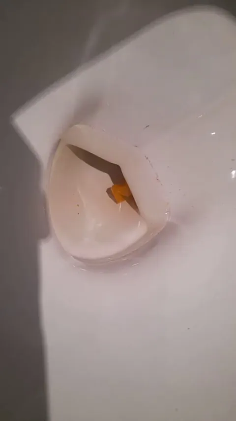 found this guy in my toilet