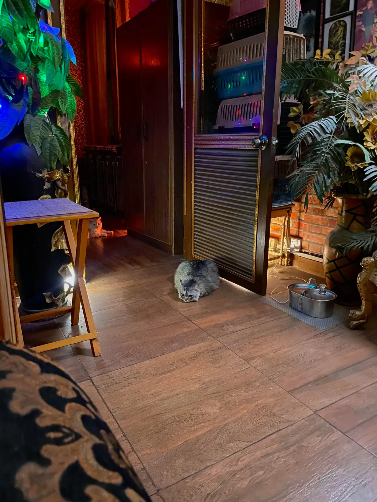 My lounge with my best buds 💕