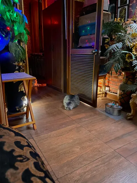 My lounge with my best buds 💕