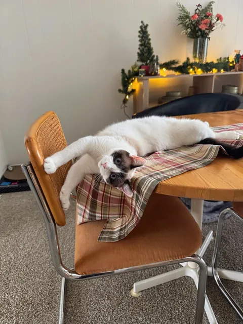 Drop your cats in their silliest positions !!!!