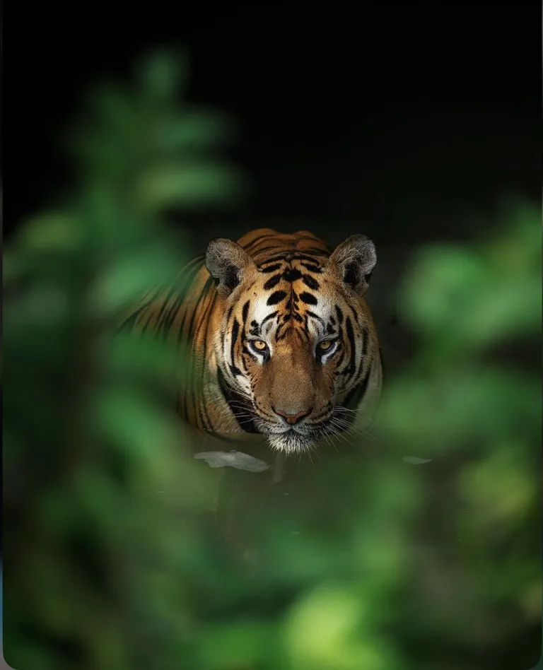 🔥 You’ve caught the attention of a big male Tiger 🔥 