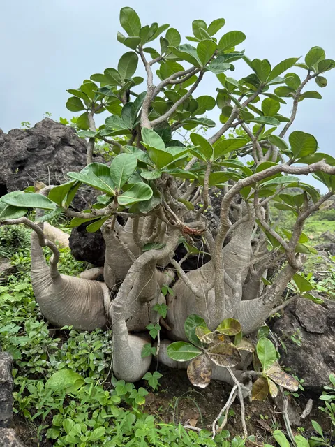 On a 3 week trip around Oman and spent a few days exploring the Dhofar Mountains around Salalah. This has quickly become my new favorite country in the world!