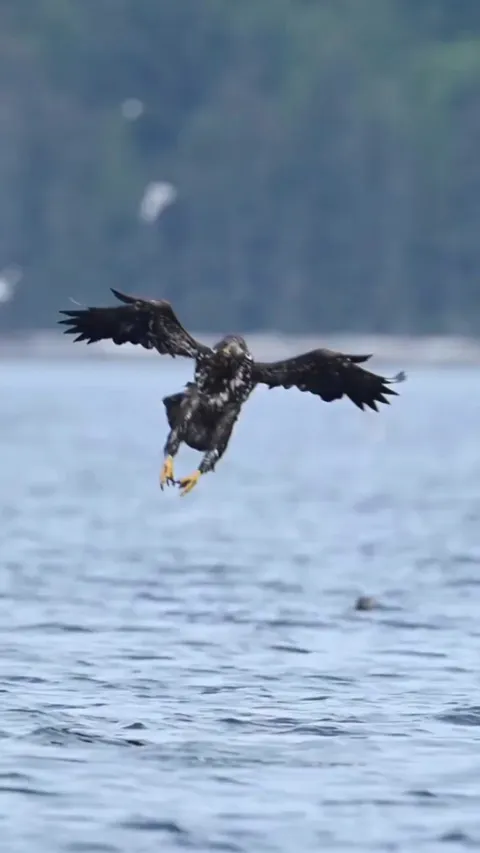 🔥This juvenile bald eagle double clawing them fish
