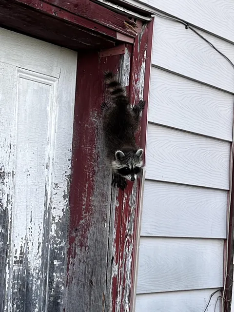 Found a friend while exploring an abandoned farmhouse