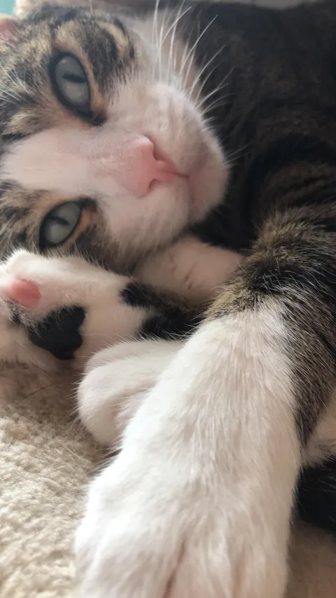 Last Friday, the cat who saved my life died. I want to tell you about her and ask for advice. No