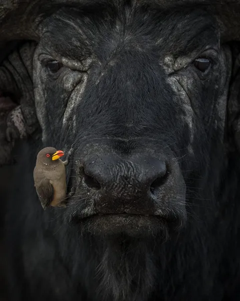 🔥 Yellow-billed oxpecker perching in a precarious position on an African water buffalo in Kenya.