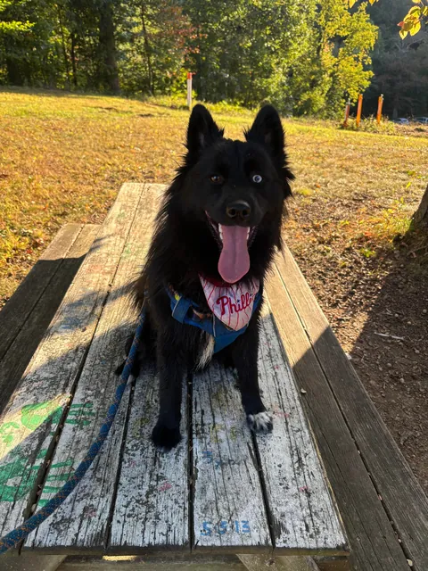 How it started -> How it’s going! Blessed to have found my best friend and adventure partner in a crowded rescue.