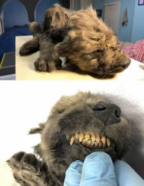 An 18,000-year-old puppy named Dogor was found frozen in Siberia. Its DNA doesn’t match modern dogs or wolves, hinting at a possible extinct or transitional species.