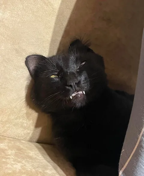 Can you guess my cat’s name just by looking at him? I’m curious about options :)