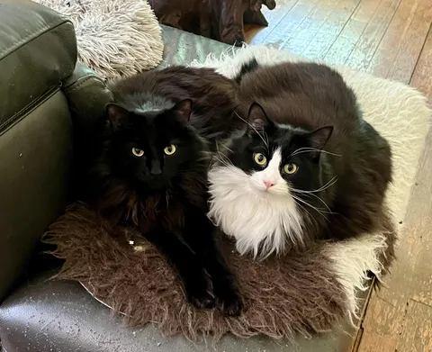 we didn't plan on taking two, but they've been besties since kittens