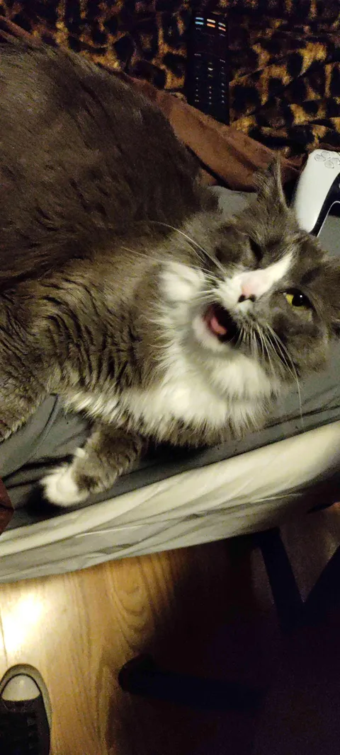 Show me the ugliest picture of your cat