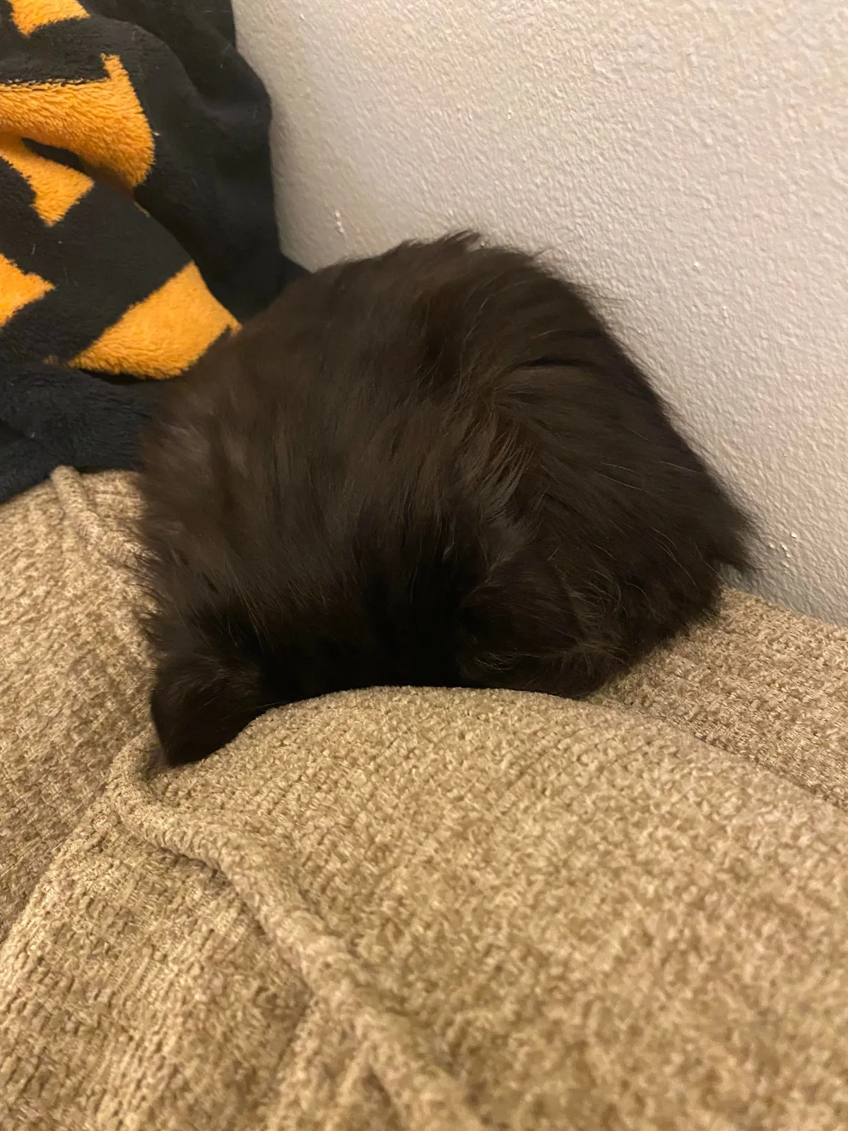 Adopted this ferocious creature last week