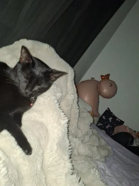 Im curious, does it mean somthing when your cat is constantly following you