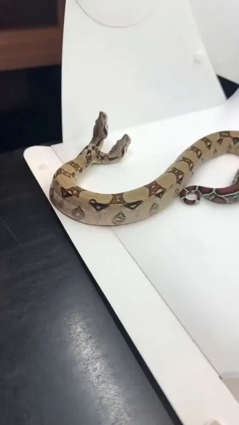 Here is a two headed snake